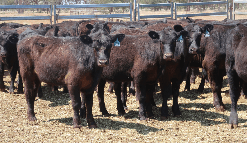 Offering, clearance drop sharply on AuctionsPlus  