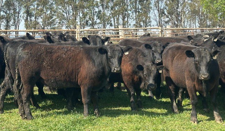 Heifers ease, while most steers advance in 12,525 head AuctionsPlus offering