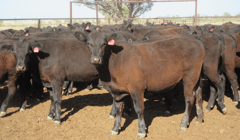 Heavy feeder steers and heifers show lift in 13,161 head online offering