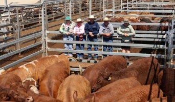 Roma store sale 7 Oct 2025: Heavy cows average 366c/kg