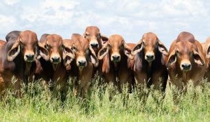 IVF brings better bulls to Brahman Week
