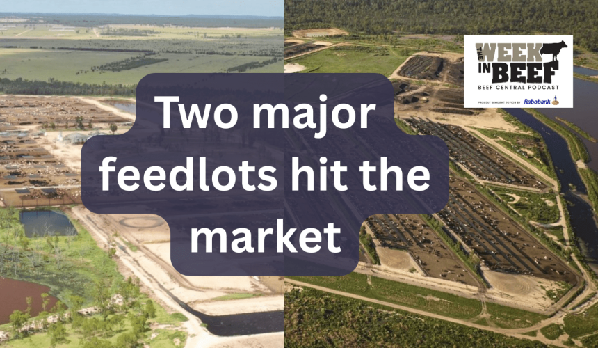 Week in Beef: Feedlots on the market | Cattle head south | Ag degrees go top of the class