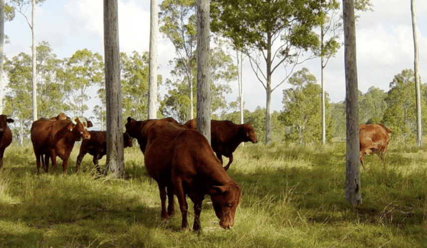Emotions, concerns run high: How will changes to EPBC environmental laws impact producers?