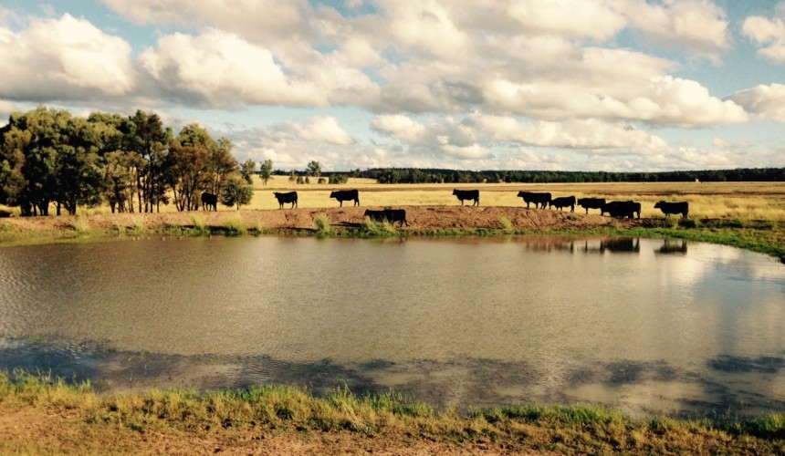 Five stockwater questions for producers to consider ahead of summer