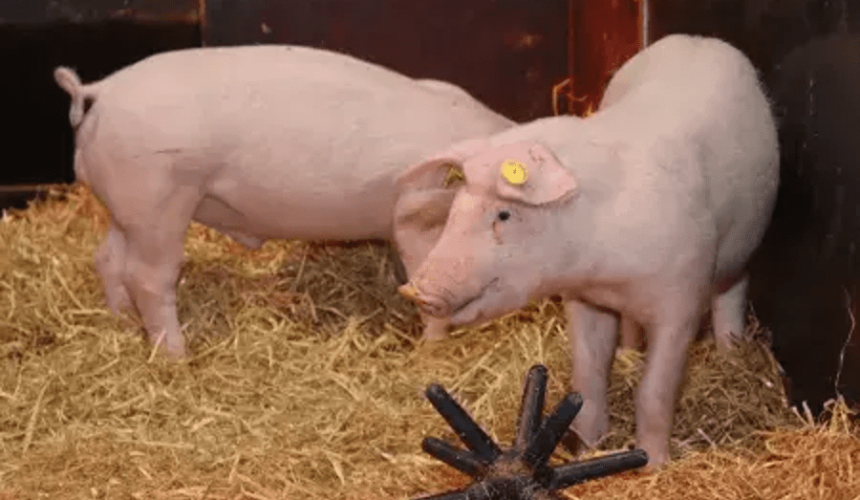 Scientists breed pigs resistant to classical swine fever