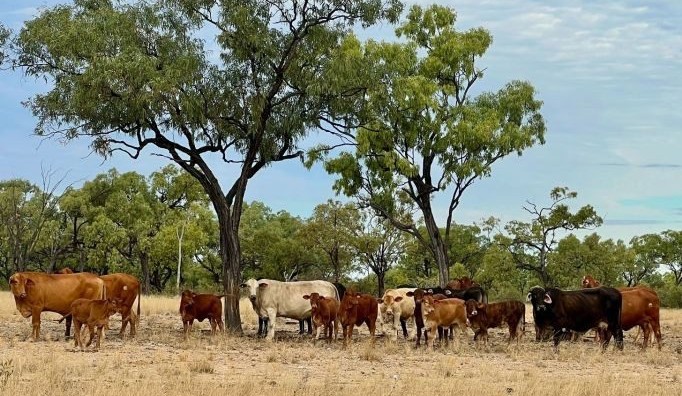 Historic NW Qld cattle property Glendower makes $39.6m at auction