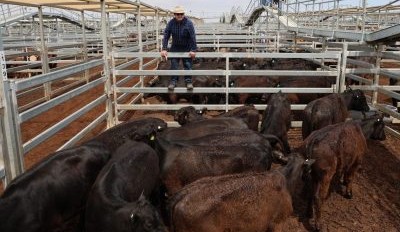 Roma store sale 28 Oct 2025: Regular buyers active