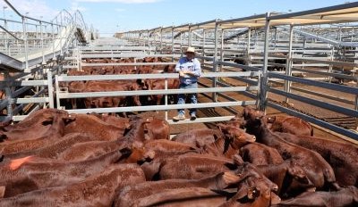 Roma store sale 14 Oct 2025: Numbers drop with scattered showers
