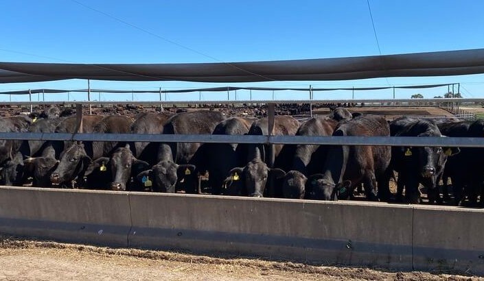 Family-scale Wagyu supply chains in running for prestigious export awards