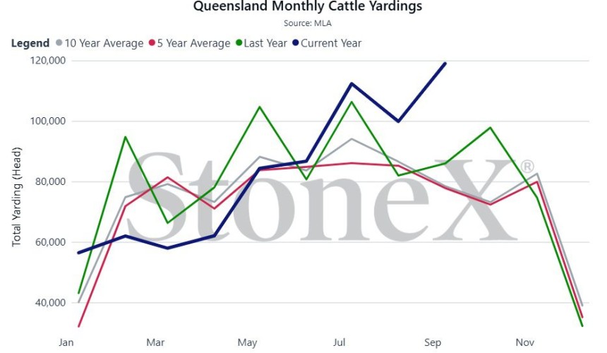 Money does the mustering as Qld saleyards have busiest month of 2025