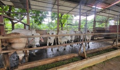 SE Asia Report: Indonesia eyes FMD-free status in east by 2026