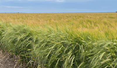 Feedgrain Focus: North oversupplied, south desperate for rain