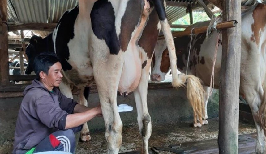 Australian cattle helping to meet Indonesia’s rising dairy demand