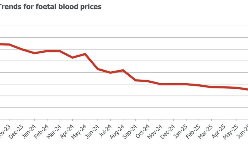 What’s driven the collapse in foetal blood prices?