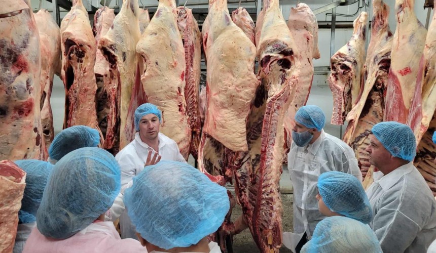 North QLD carcase comp showcases region’s ability to produce quality MSA cattle + PICTURES