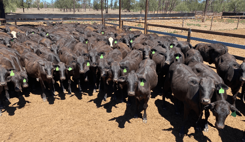 Young cattle mostly stronger in 12,539 head AuctionsPlus offering