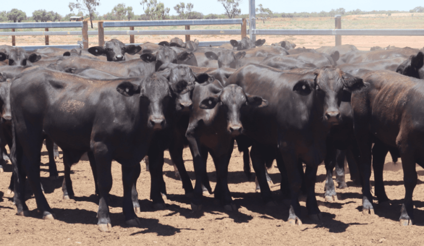 Online offering jumps 39pc to almost 18,000 head, with steer values up and heifers down