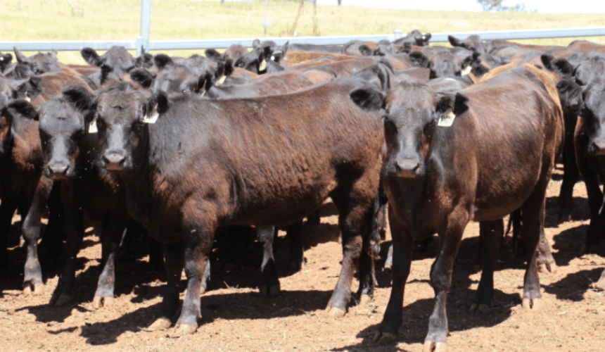 Prices soften in large 18,059 head online offering