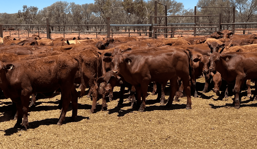 Online markets show revitalised restocker demand