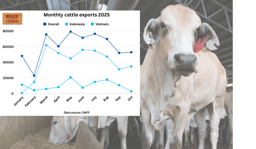 Cattle exports climb to 638,000 head in 2025