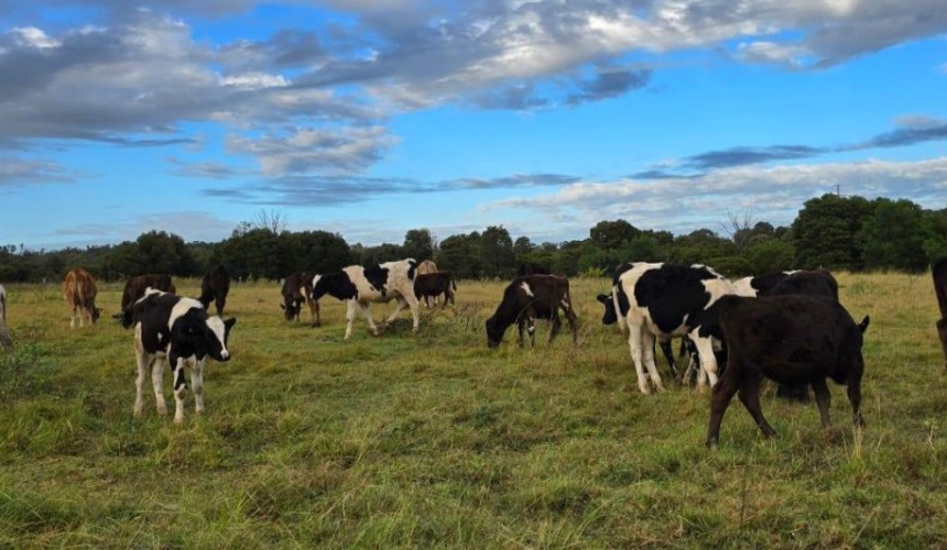 Angus genetics at the centre of developing dairy beef industry in Australia