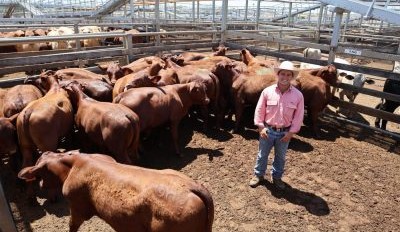 Roma sale 25 Nov 2025: Young cattle solid to dearer in big 9600 head offering