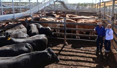 Roma store sale 11 November 2025: 15-25c rises in many categories, except cows
