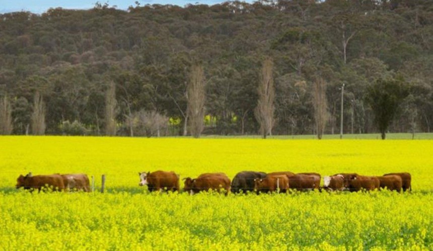 Movement at the Station: Properties for sale NT, WA and QLD