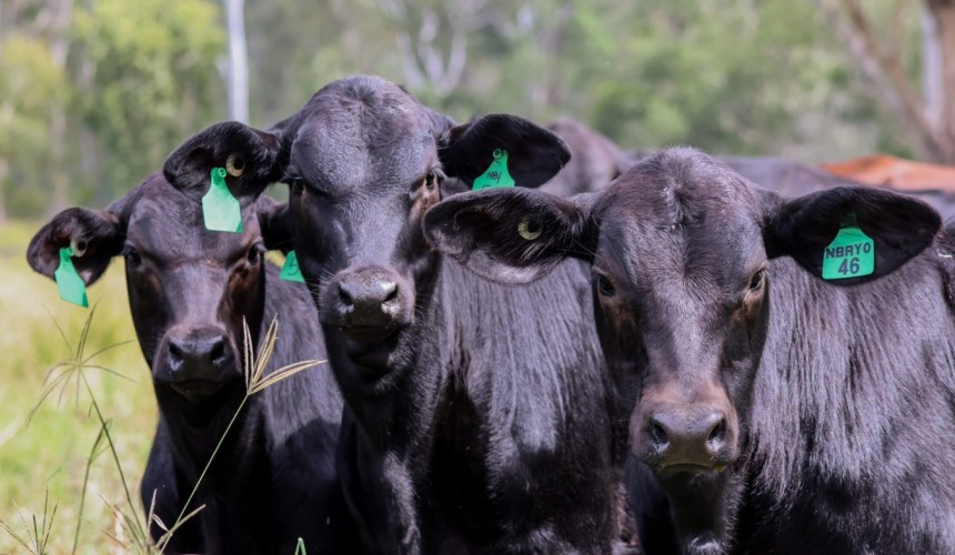 $10m capital raising accelerating genetic improvement in cattle