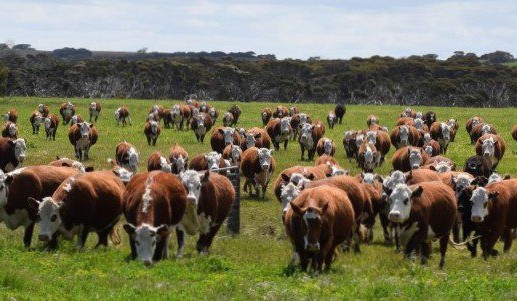 Weekly property review: Recently completed sales in NSW, SA, Tasmania