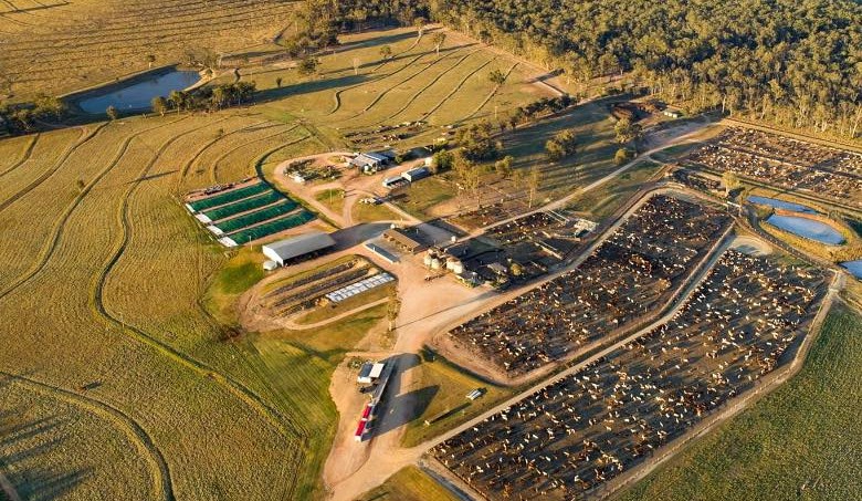 Feeder cattle market: Early 2026 quotes coming in as big numbers fill saleyards
