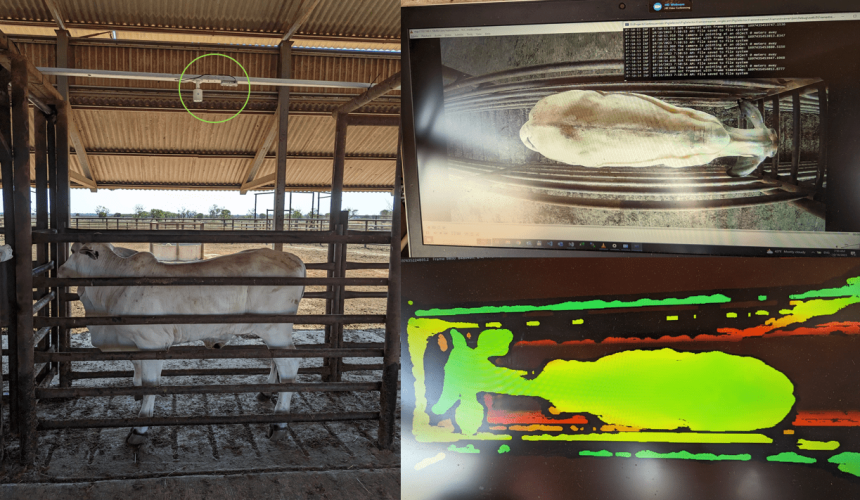 AI tech counts northern cattle with 99 percent accuracy