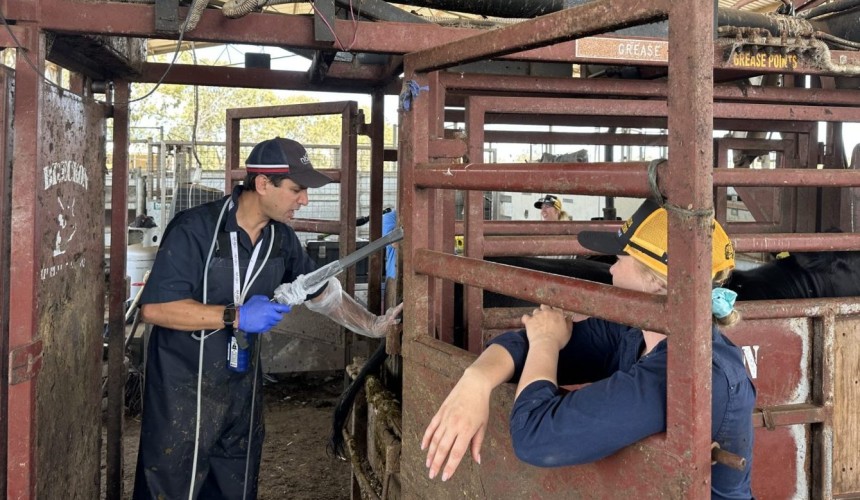 More calves for less cost: breakthrough in bovine embryo production