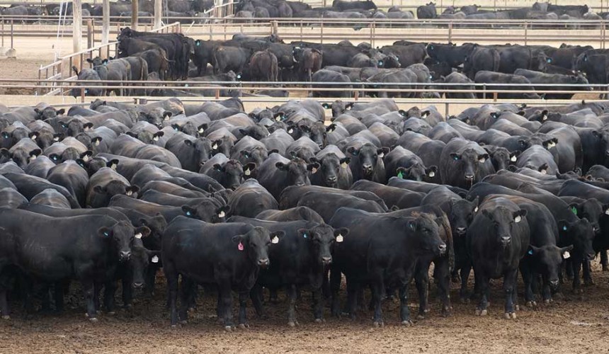 Industry reaction: What do stakeholders think of the arrival of ‘Angus 50’ beef brand claims?