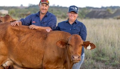 Santa surge: Why Santa Gertrudis buyers have the edge