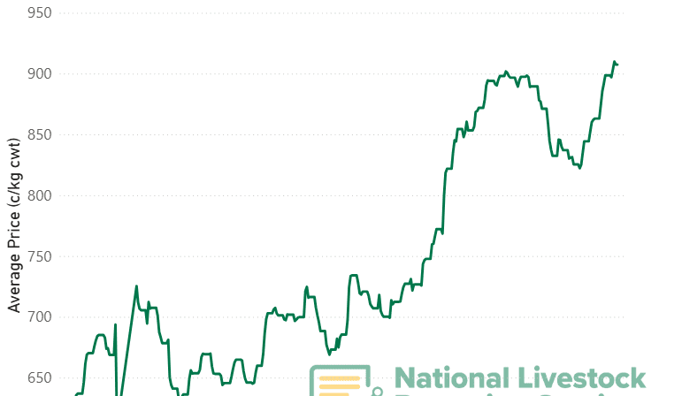 Saleyards have busy week as prices hit highest point this year