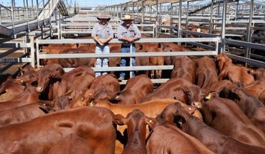 Roma sale 18 Nov 2025: Market kicks with rain