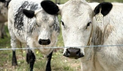 Speckle Park events highlight eating quality, feed efficiency and rising consumer demand for beef
