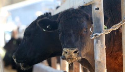 Australian probiotic research expands into Canadian trial