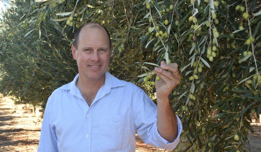 How a boy from a Qld cattle property built a billion-dollar olive oil brand