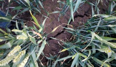 Feedgrain Focus: Cottonseed out, south slow on volume
