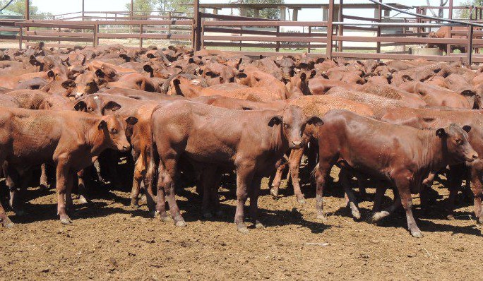 Clearance falls to 59pc in 18,266 head AuctionsPlus offering