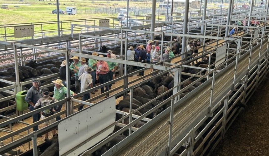 Southern weaner numbers firm for January sales with solid prices anticipated