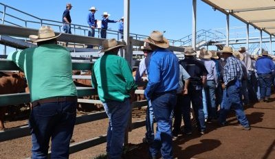 Roma sale 2 Dec 2025: Cows stronger on southern demand
