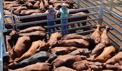 Roma sale 9 Dec 2025: Market strong throughout in 9455 head yarding