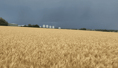 Feedgrain Focus: North firms, weather further delays south