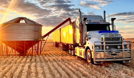 Feedgrain Focus: Sales slow as harvest nears final quarter