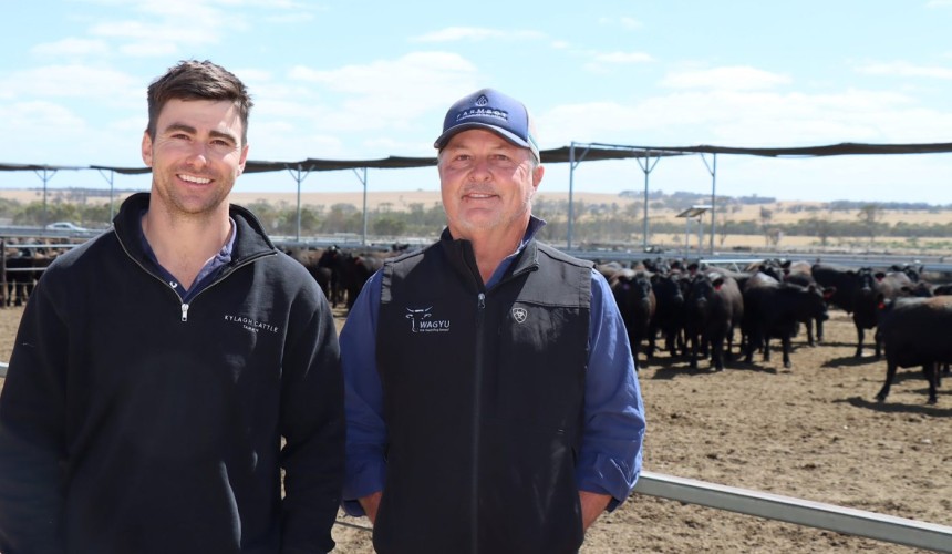 State of play in WA: The team effort to smooth out fluctuations in cattle supply