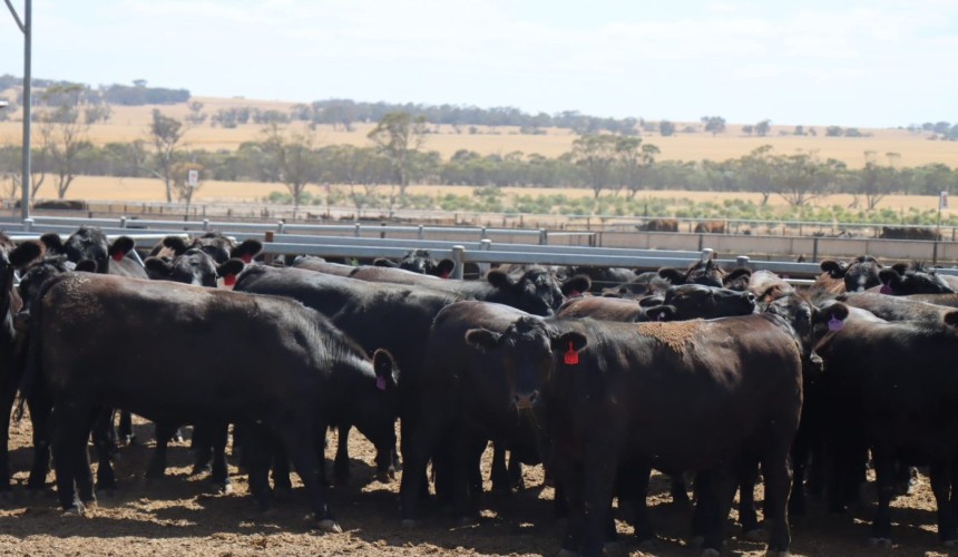 Feeder cattle market: Optimism builds back after price slide