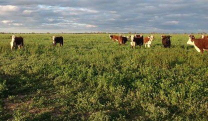 Malcolm Harris pays $200m for AFA’s Coonamble properties